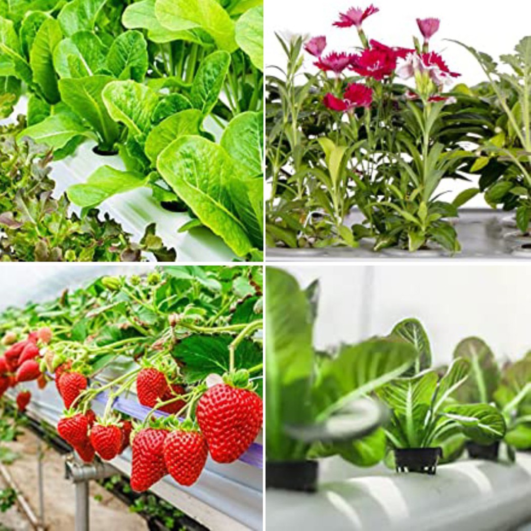 25PCS Hydroponic Pot Net Cup H - Smart Garden Plastic Cups ulasan dan harga