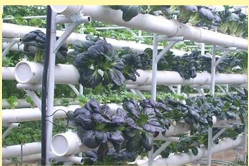 50Pcs Plant Grow Pots Net Nurs - Smart Garden Plastic Cups ulasan dan harga