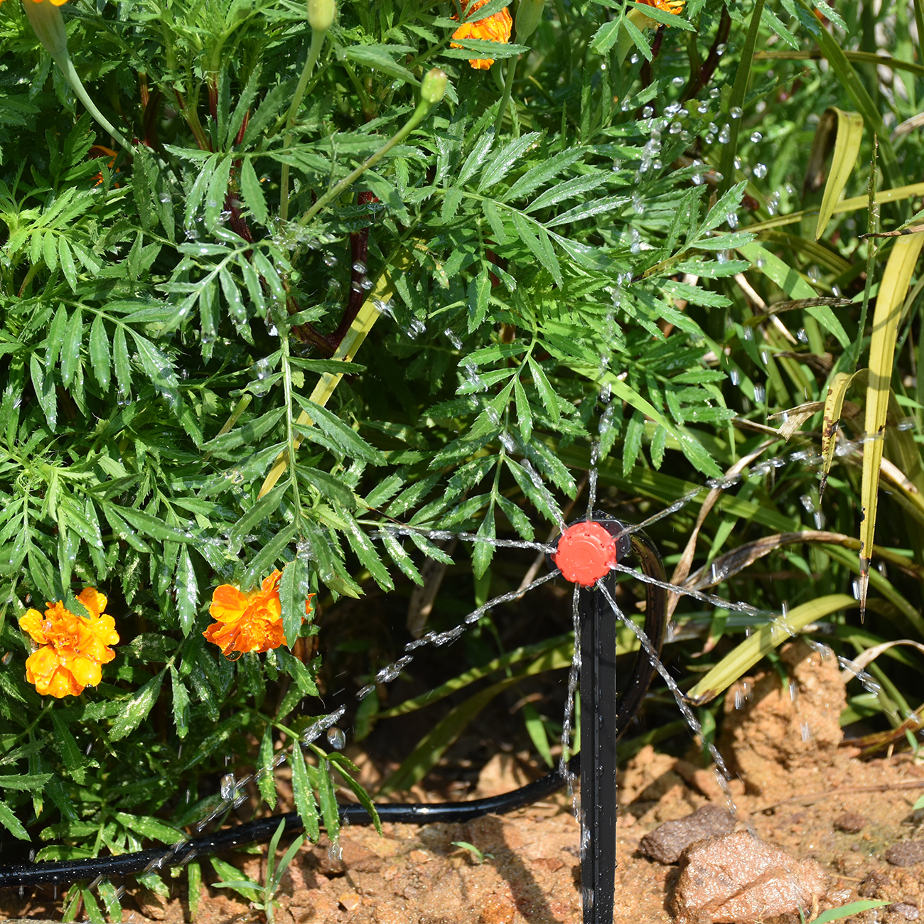KESLA 5-50M Smart Garden Autom - Smart Garden Plastic Cups ulasan dan harga